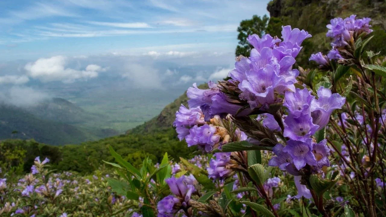 Mùa của Thụ tạo: Các Giám mục Châu Âu nhắc lại lời kêu gọi chuyển đổi sinh thái