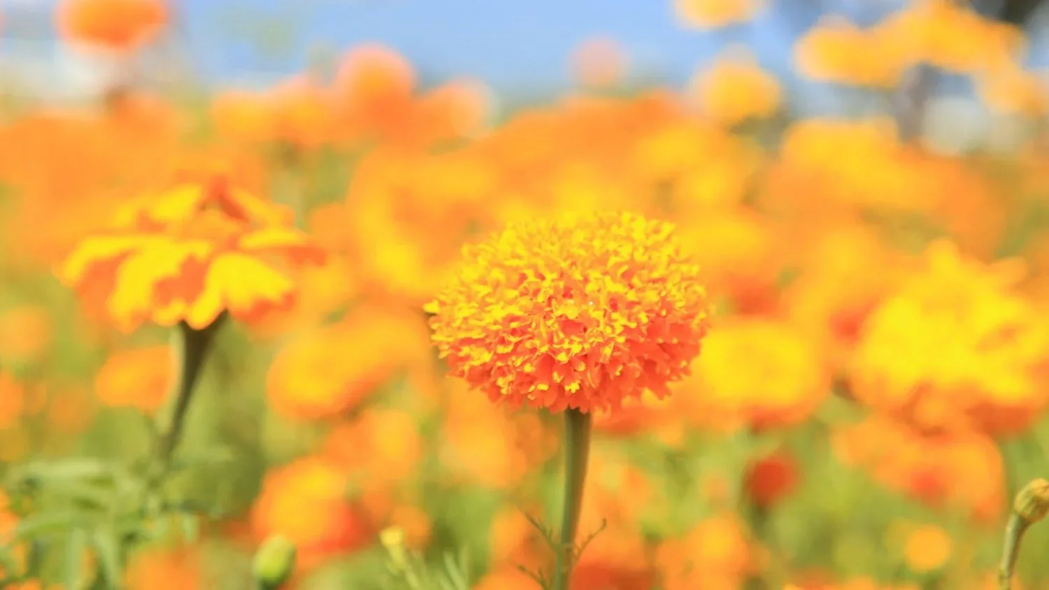 Nữ tu người Đông Timor được trao giải nhân quyền