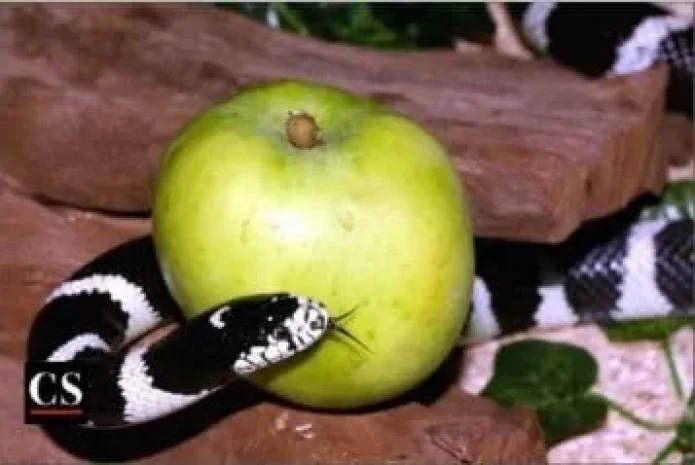 THÁNH AUGUSTINÔ VÀ THÁNH GIOAN PHAOLÔ II NÓI VỀ SỰ SA NGÃ VÀ TỘI TỔ TÔNG